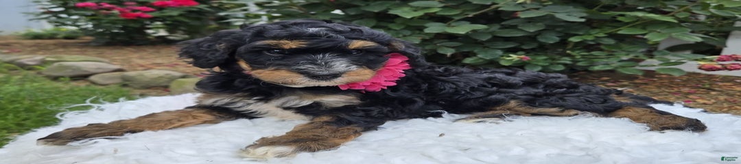 Gabby