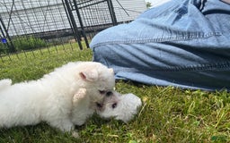 Bichon Frise dogs for sale: Prince - Image 17