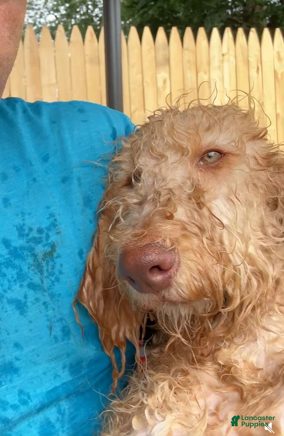 Goldendoodle dogs for sale: Luna - Image 2