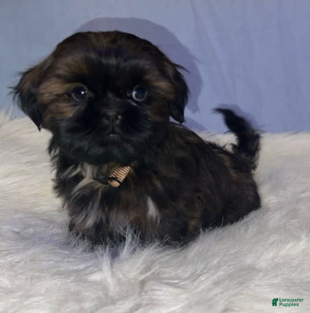 Shih Tzu dogs for sale: June Bug Brown - Image 2