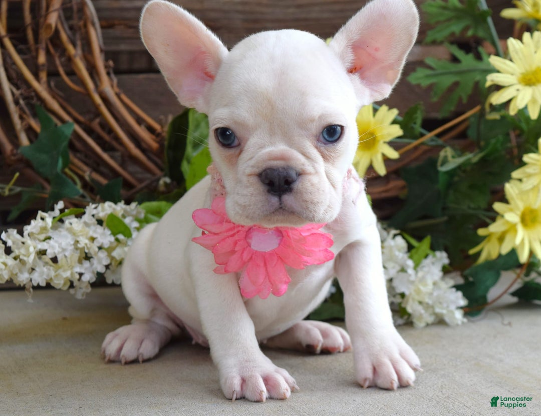 French Bulldog dogs for sale: Fargo - Image 4