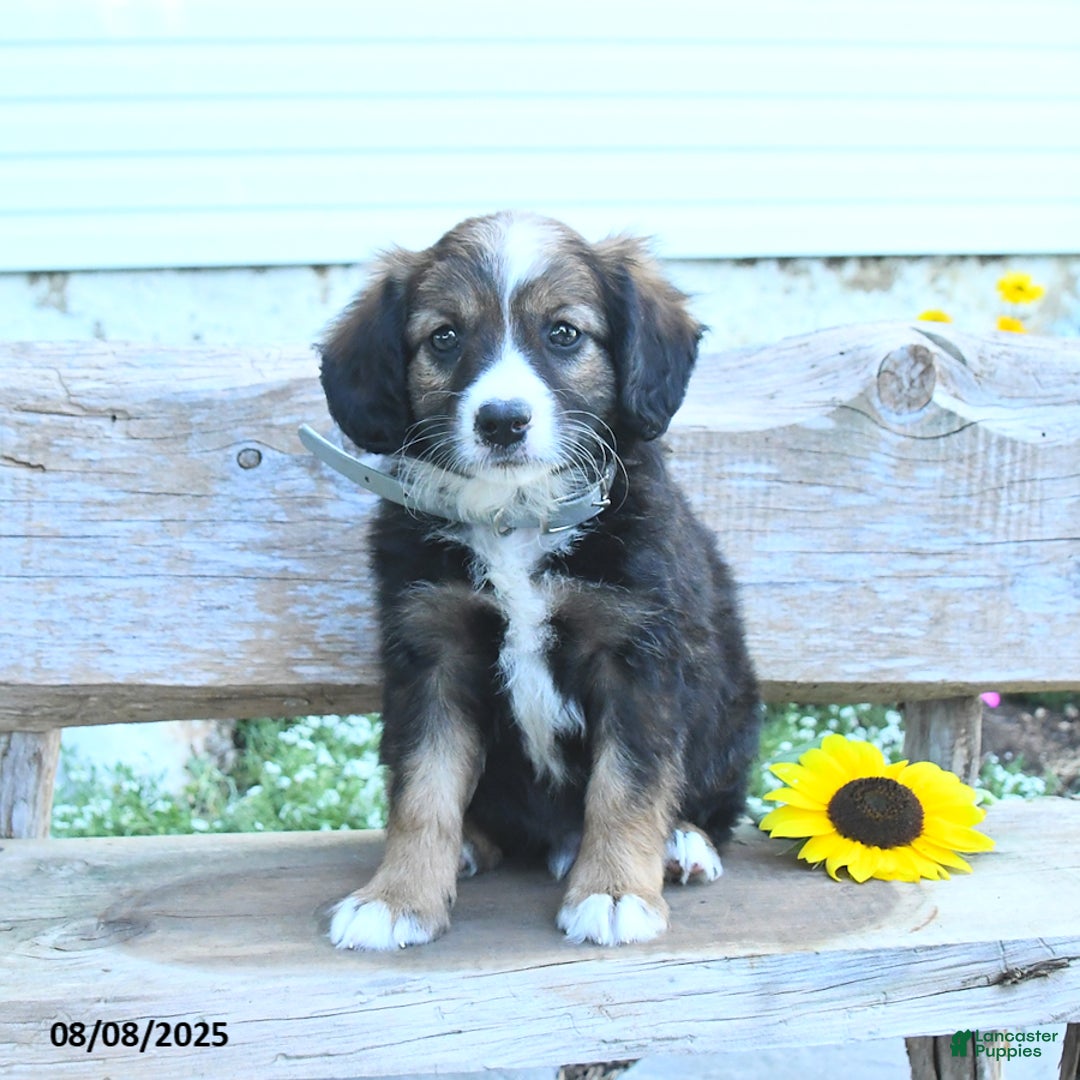 Border Collie dogs for sale: Rex - Image 3