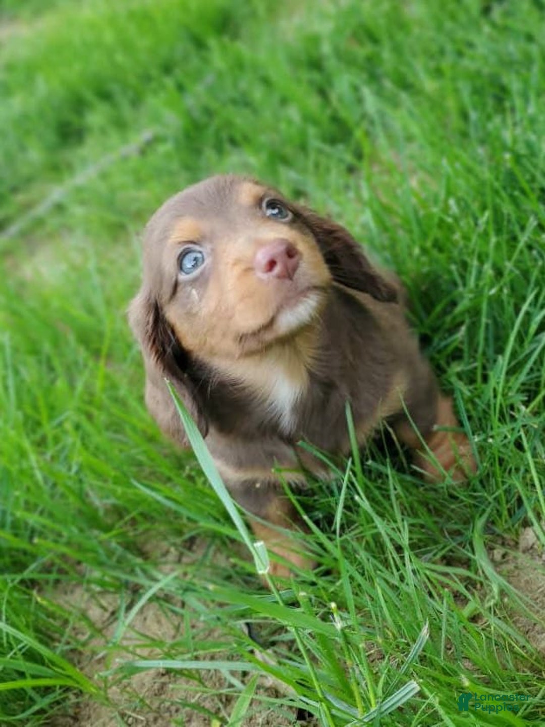 Dachshund dogs for sale: Otis - Image 21