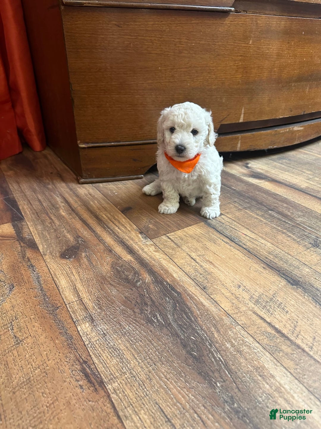 Bichpoo dogs for sale: Grady - Image 5