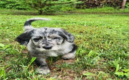Labradoodle dogs for sale: Madric - Image 1