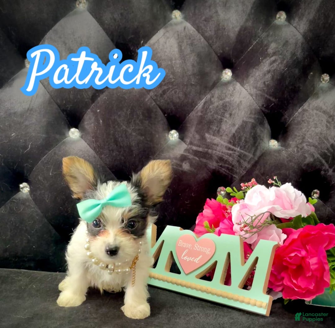 Yorkshire Terrier dogs for sale: Patrick Starr - Image 22