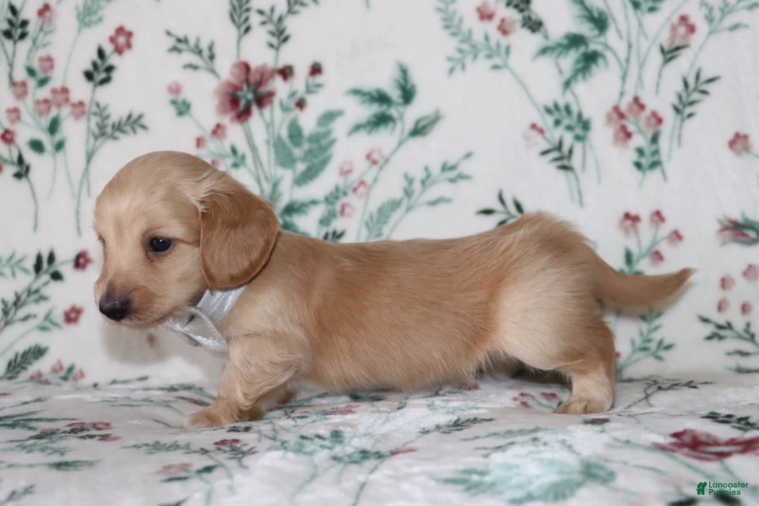 Miniature Dachshund dogs for sale: Vinny - Image 4