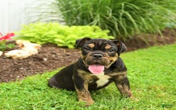 English Bulldog dogs for sale: Teddy - Image 6