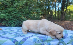 Golden Retriever dogs for sale: JOEY - Image 13
