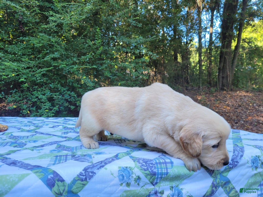 Golden Retriever dogs for sale: JOEY - Image 13