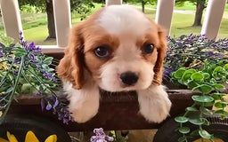 Cavalier King Charles Spaniel dogs for sale: Drake small Blenheim colored male - Image 11