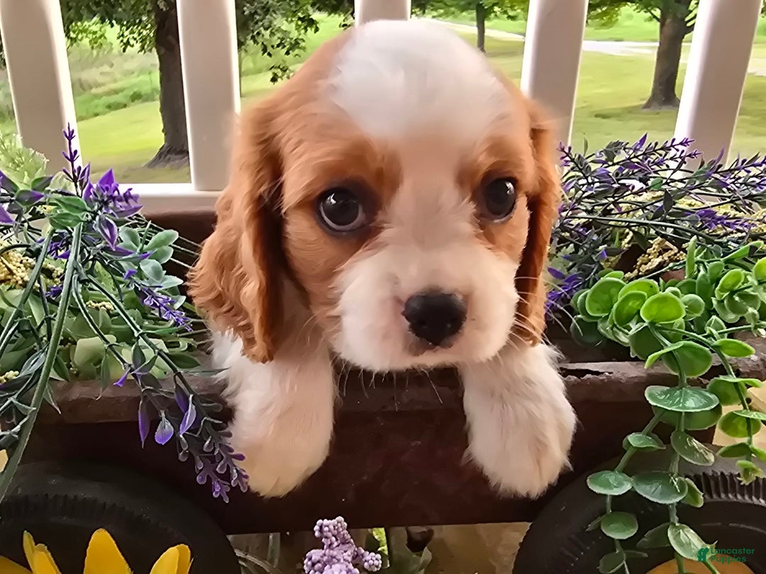 Cavalier King Charles Spaniel dogs for sale: Drake small Blenheim colored male - Image 11