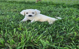 Golden Retriever dogs for sale: Leo - Image 1