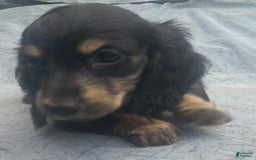 Dachshund dogs for sale: Fritz - Image 3
