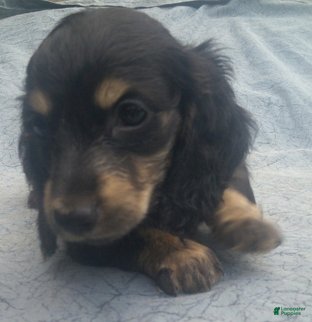 Dachshund dogs for sale: Fritz - Image 3