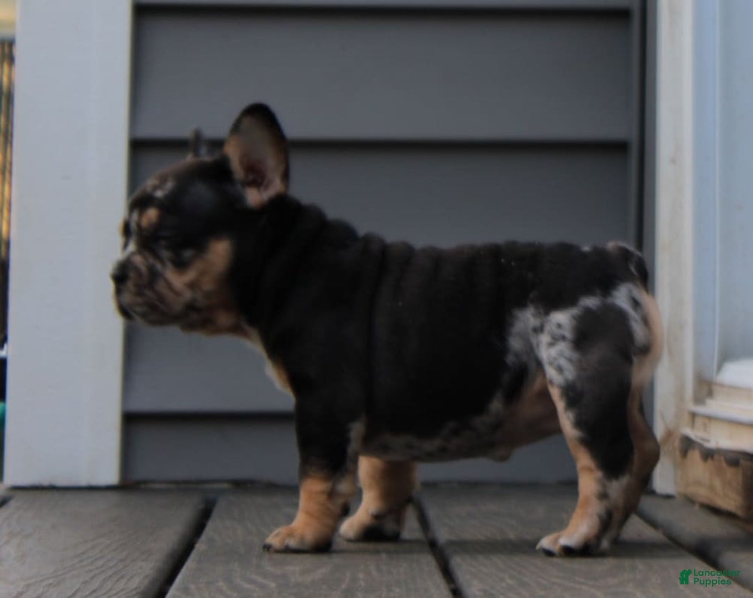 French Bulldog dogs for sale: Peaches - Image 8