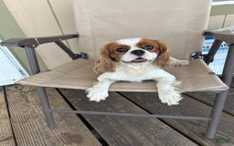 Cavalier King Charles Spaniel dogs for sale: Dyson - Image 3
