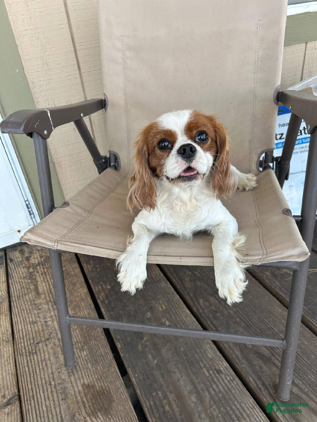 Cavalier King Charles Spaniel dogs for sale: Dyson - Image 3