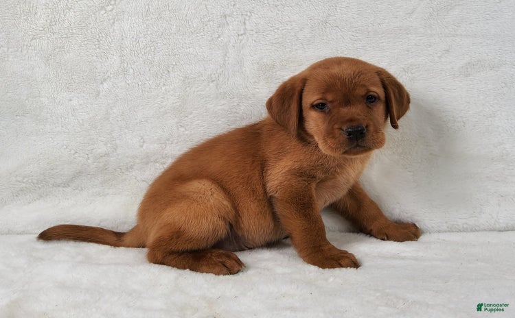 Labrador Retriever dogs for sale - Ad 2