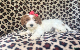 Cavapoo dogs for sale: Shayla - Image 2
