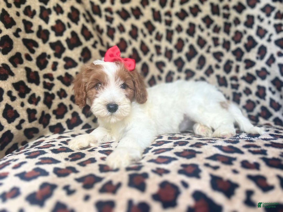 Cavapoo dogs for sale: Shayla - Image 2