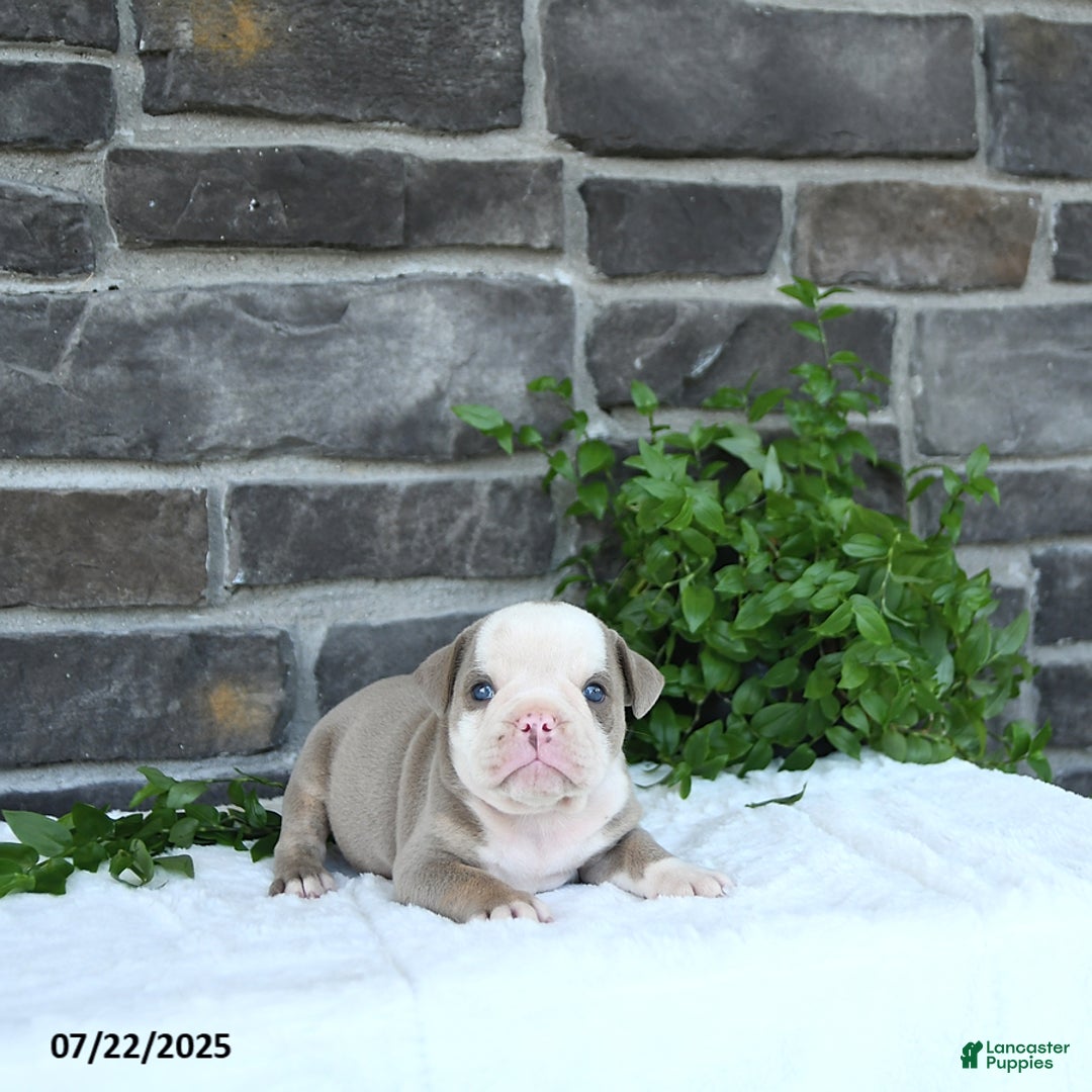 Olde English Bulldogge dogs for sale: Coby - Image 5