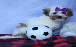 Shihpoo dogs for sale: Scarlett - Image 5