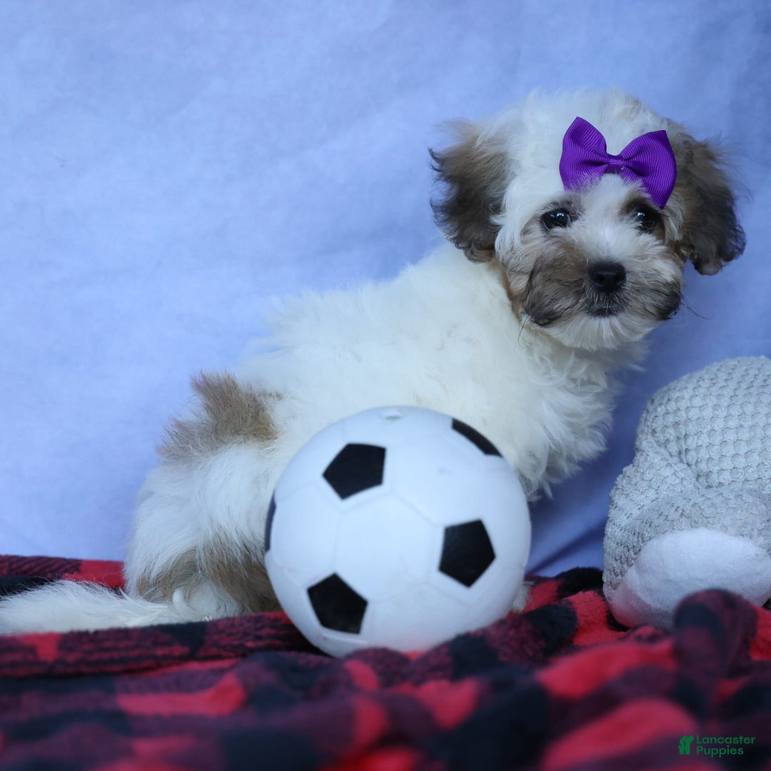 Shihpoo dogs for sale: Scarlett - Image 5