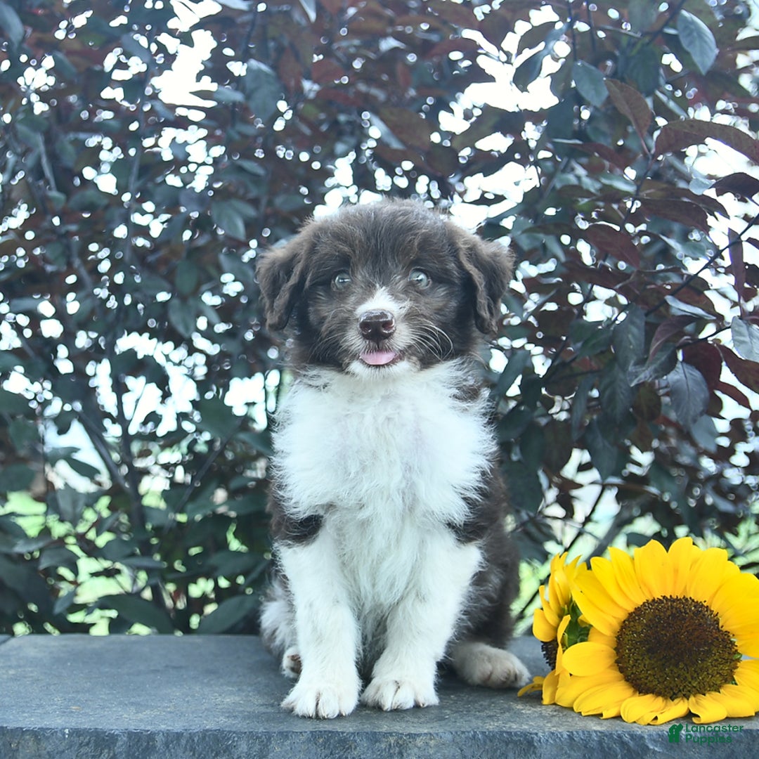 Aussiedoodle dogs for sale: Meadow - Image 1