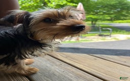Yorkiepoo dogs for sale: Bailey - Image 5