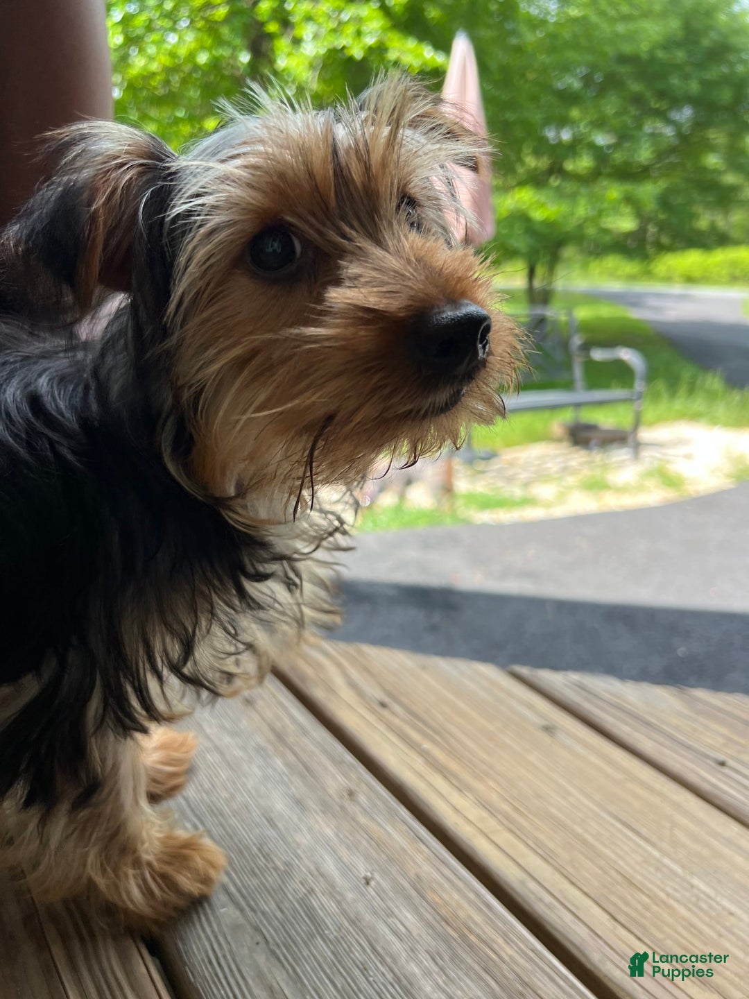Yorkiepoo dogs for sale: Bailey - Image 5