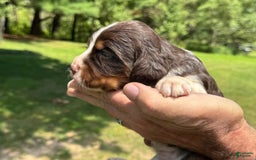 English Springer Spaniel dogs for sale: Female 1 - Image 2