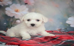 Bichon Frise dogs for sale: Jade - Image 2