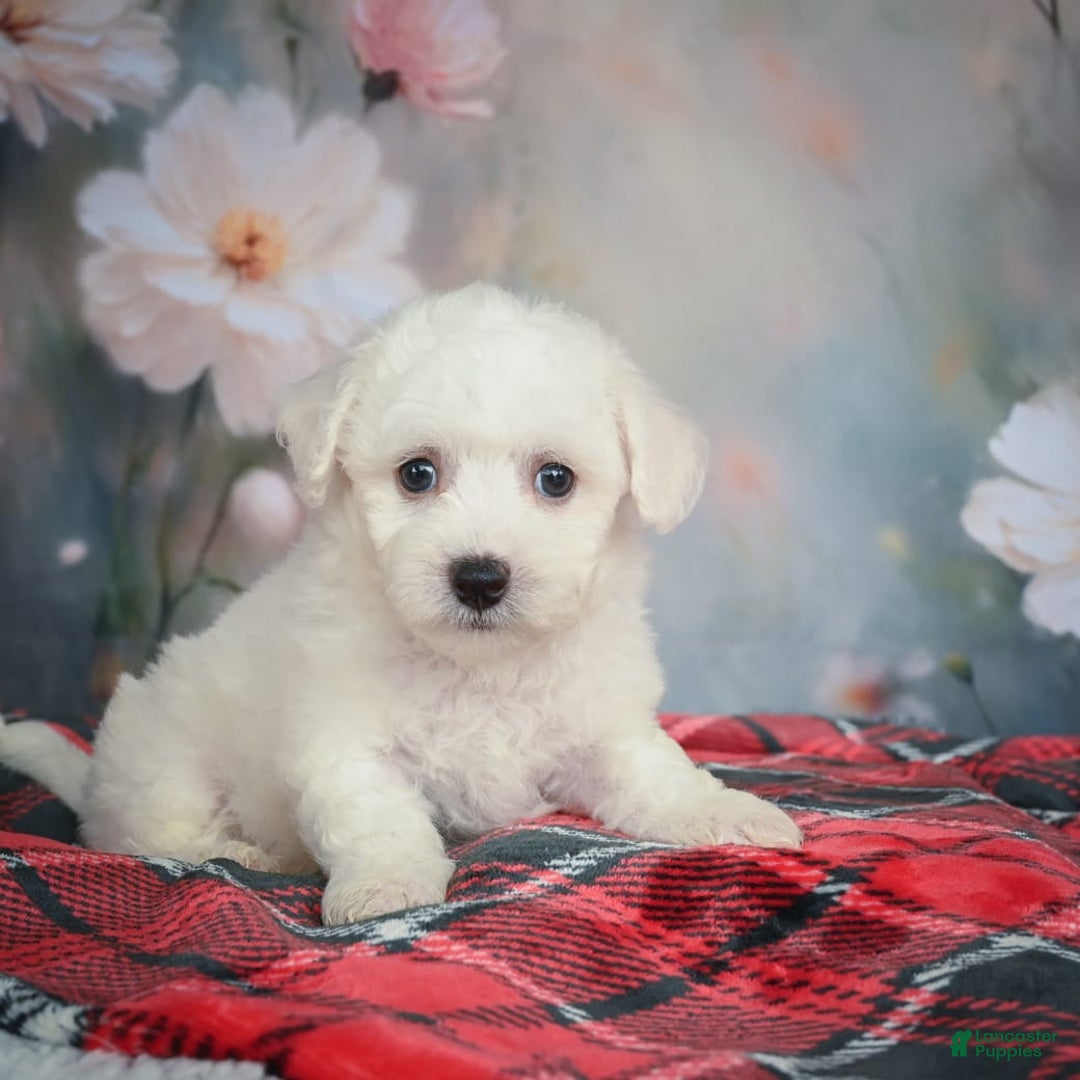 Bichon Frise dogs for sale: Jade - Image 2