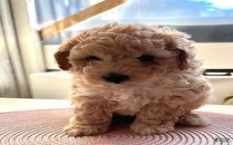 Maltipoo dogs for sale: Roman - Image 2
