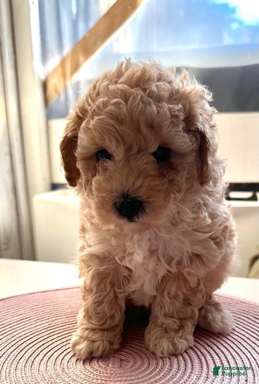 Maltipoo dogs for sale: Roman - Image 2