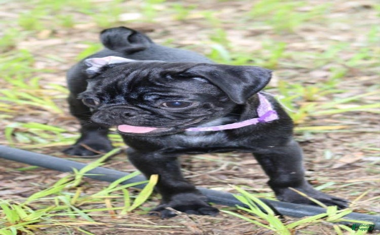 Pug dogs for sale - Ad 5