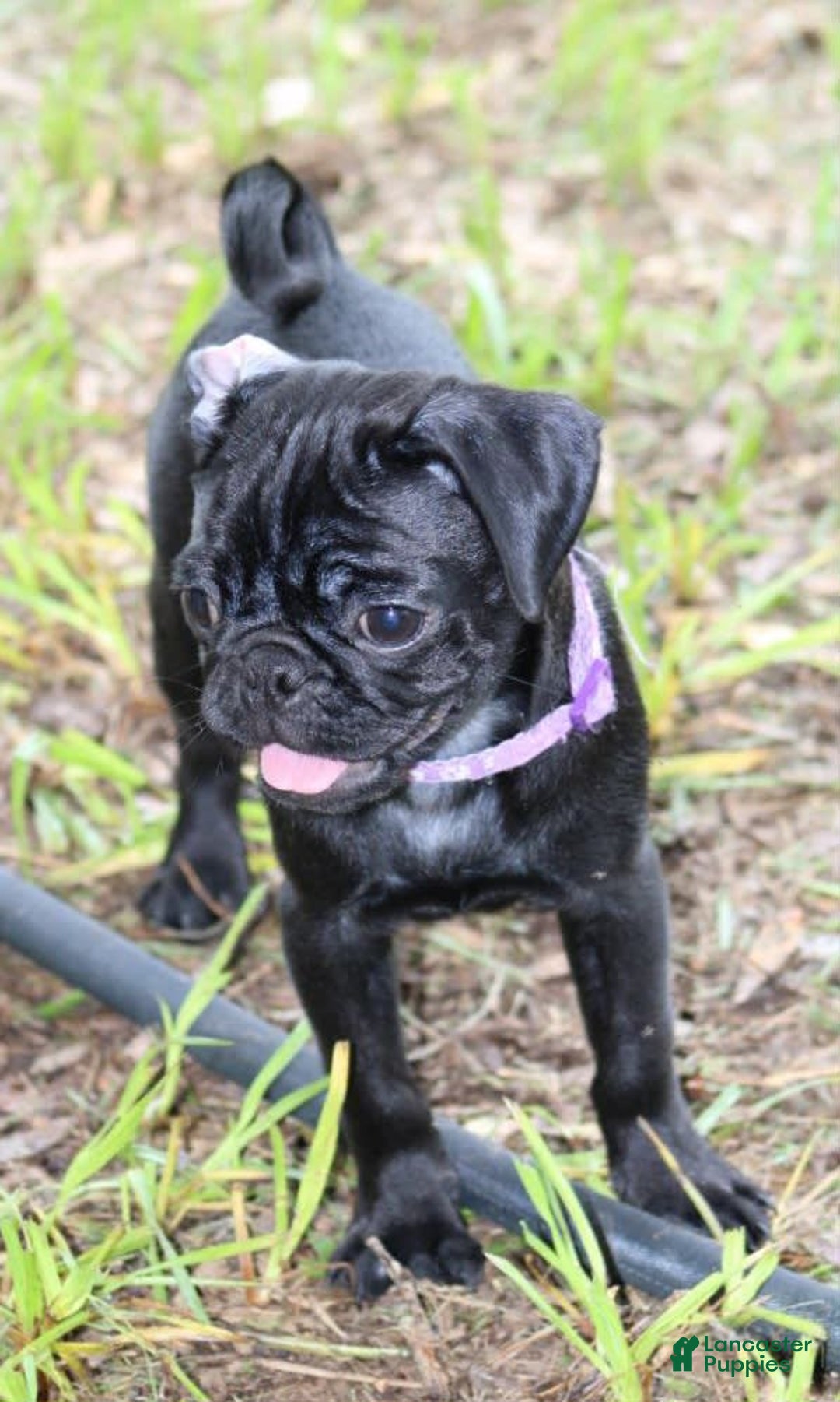 Pug dogs for sale: Penny - Image 1