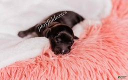 Miniature Dachshund dogs for sale: Black And Tan Girl - Image 5