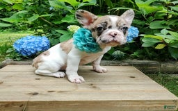 French Bulldog dogs for sale: Athena Akc - Image 18