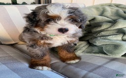 Mini Bernedoodle dogs for sale: Mini Bernedoodle 5 puppies - Image 11