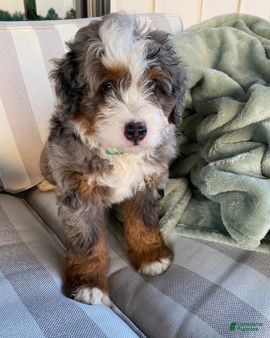 Mini Bernedoodle dogs for sale: Mini Bernedoodle 5 puppies - Image 11