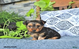 Yorkshire Terrier dogs for sale: Reese - Image 3