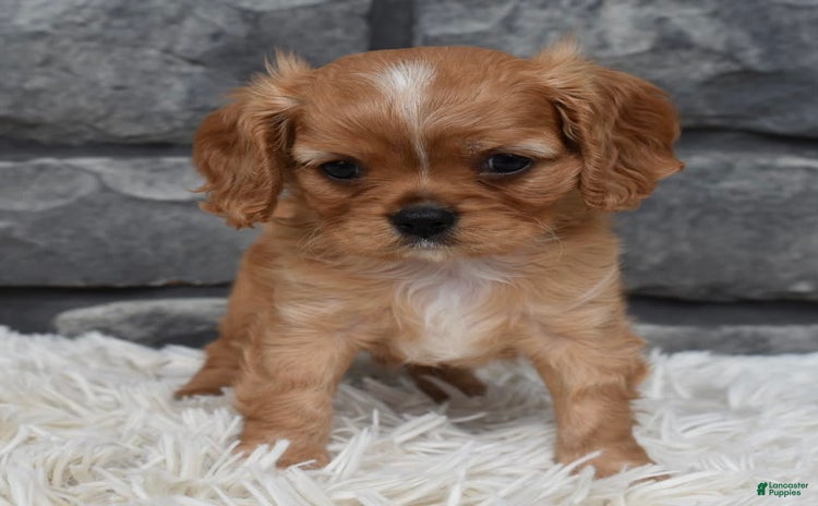 Cavalier King Charles Spaniel dogs for sale - Ad 5