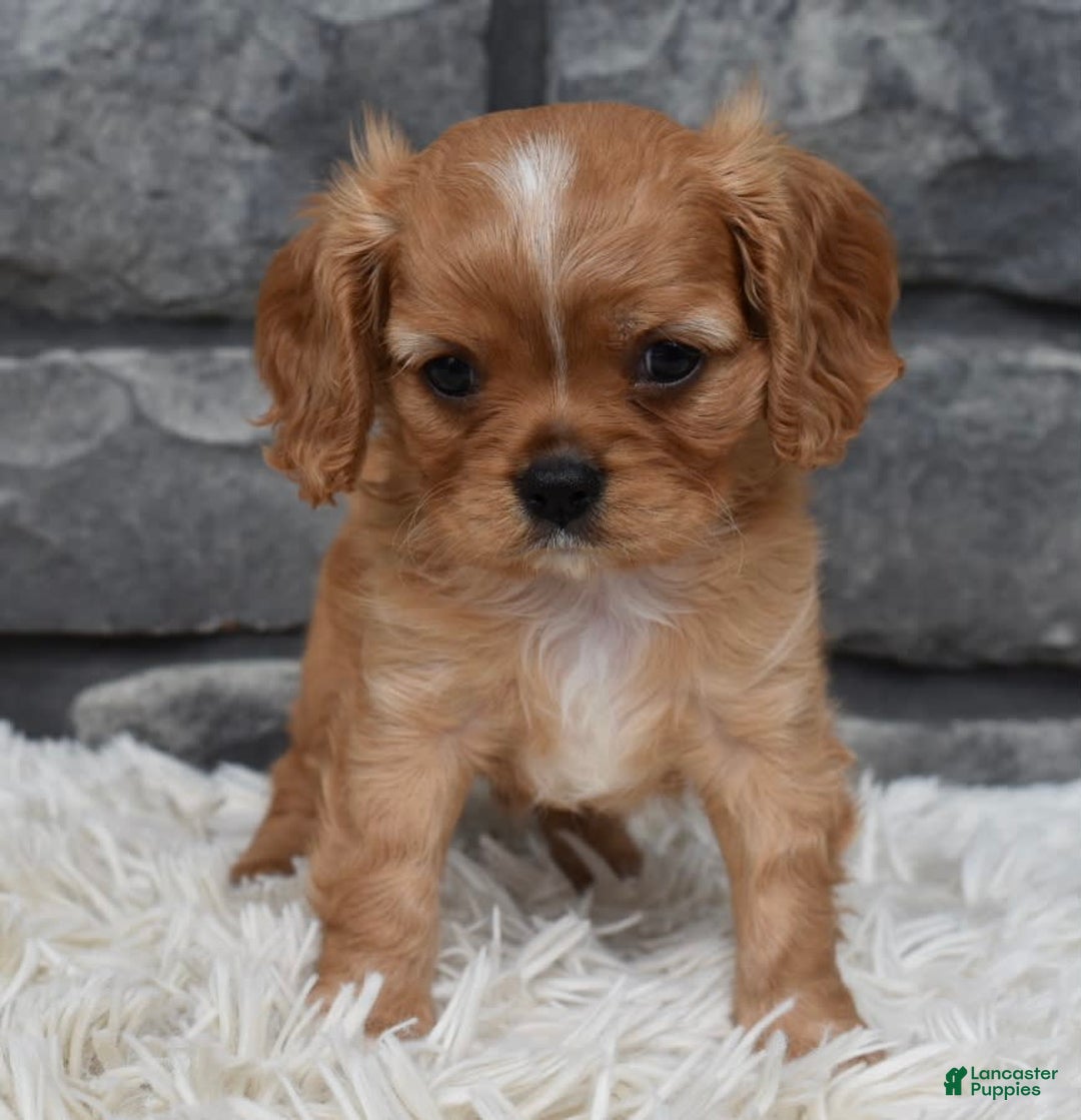 Cavalier King Charles Spaniel dogs for sale: Blaze - Image 1