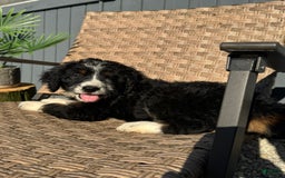 Bernedoodle dogs for sale: Maggie - Image 1