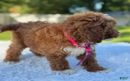 Goldendoodle dogs for sale: Milo - Image 8