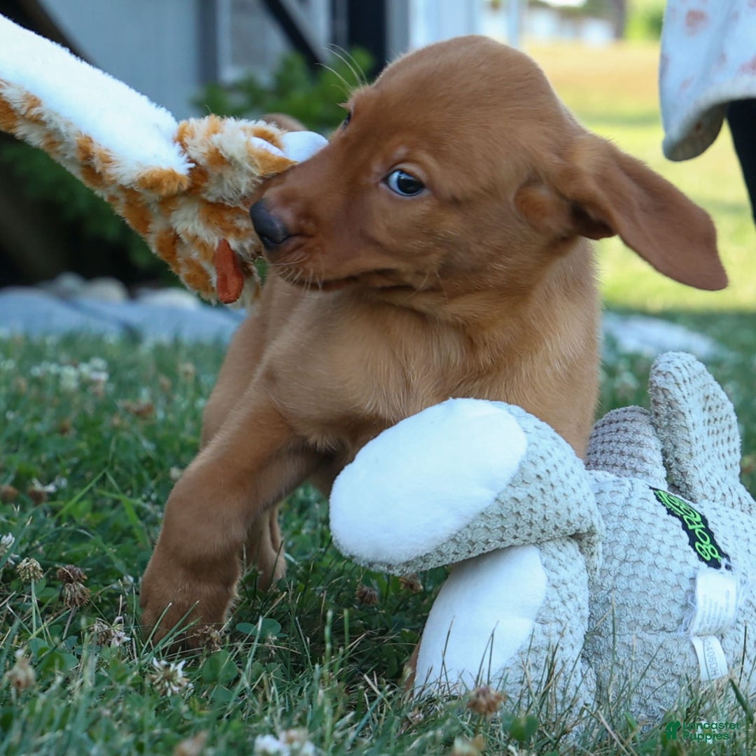 Labrador Retriever dogs for sale: Red Fox George - Image 12