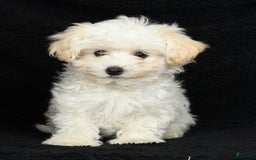 Maltipoo dogs for sale: Cody - Image 14