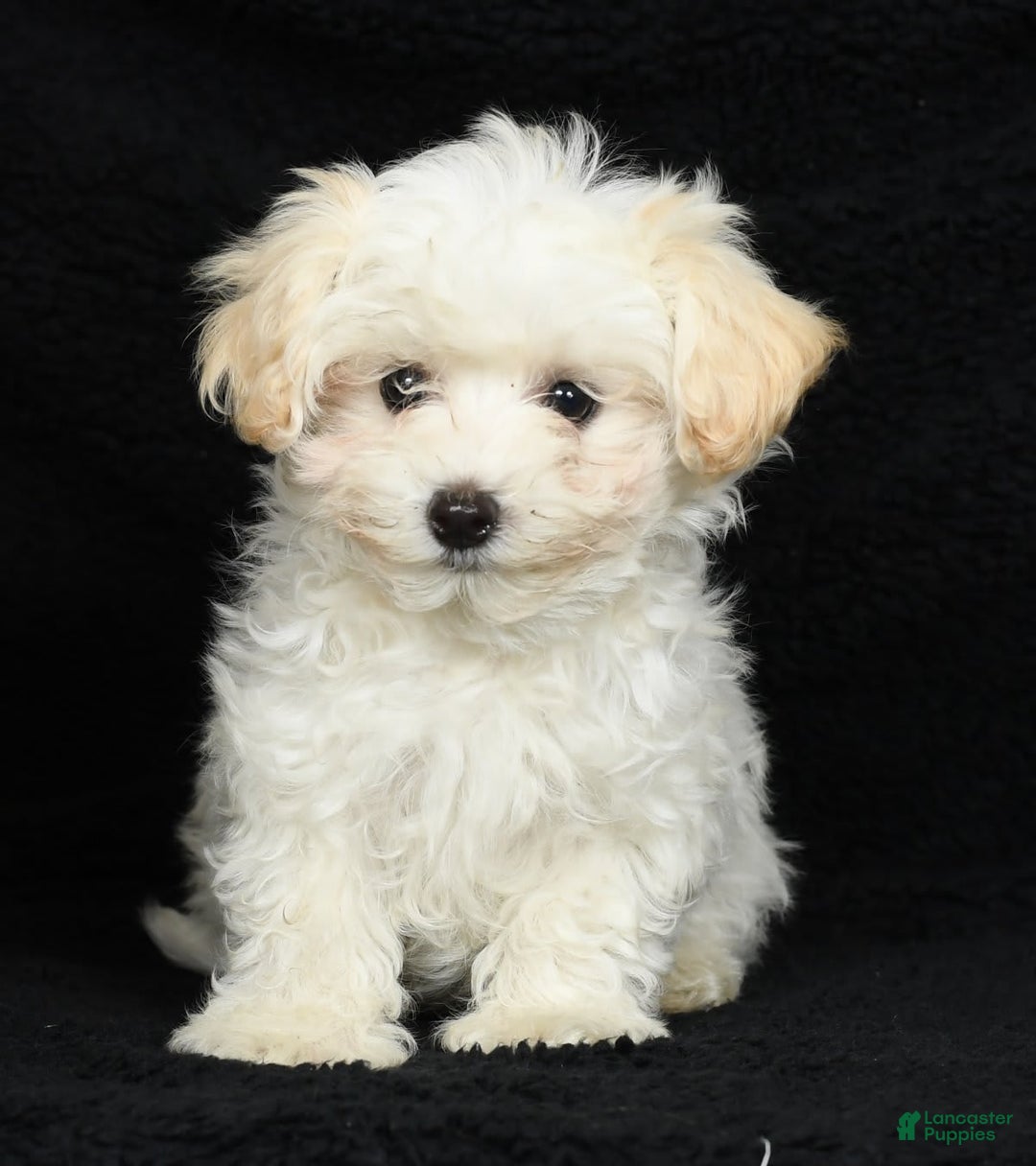 Maltipoo dogs for sale: Cody - Image 14